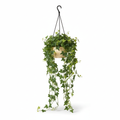 Medium artificial trailing ivy in warm-white hanging pot on white background
