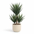Medium artificial potted yucca in warm-white planter on white background