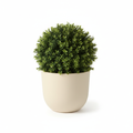 Medium artificial boxwood shrub in warm-white planter on white background